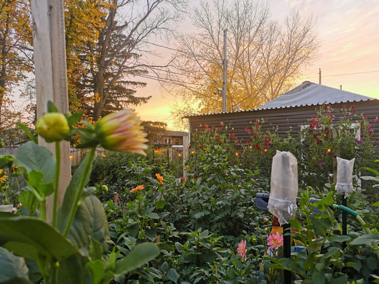 Planting + Growing Dahlias