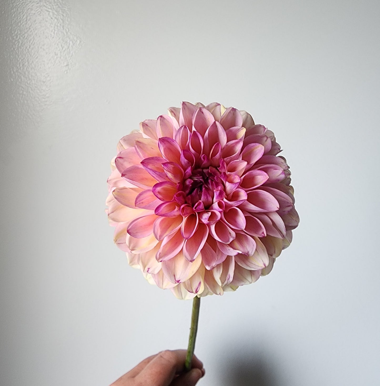 Dahlia Wine Eyed Jill *clump