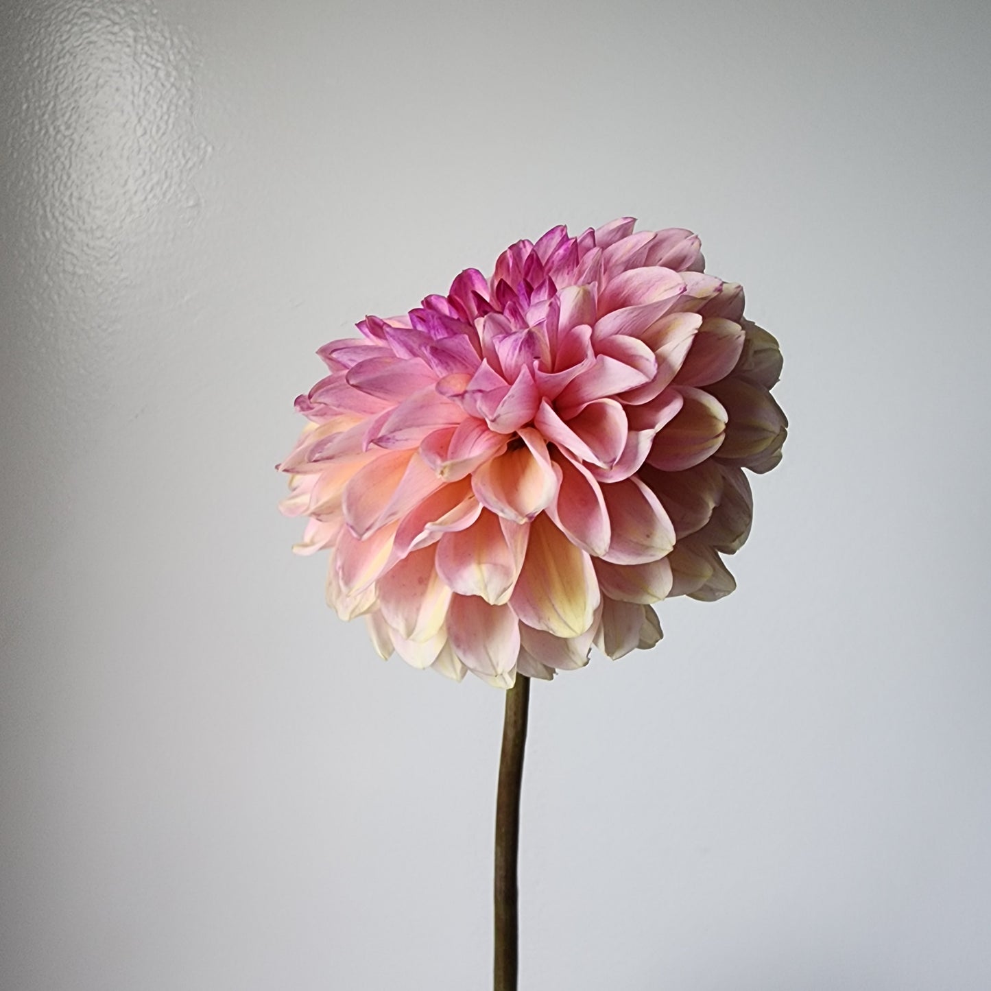 Dahlia Wine Eyed Jill *clump