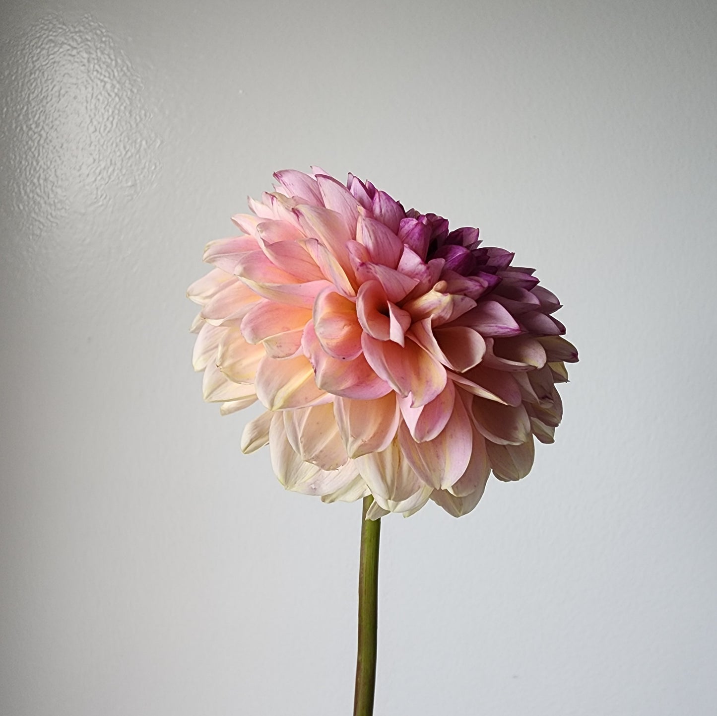 Dahlia Wine Eyed Jill *clump