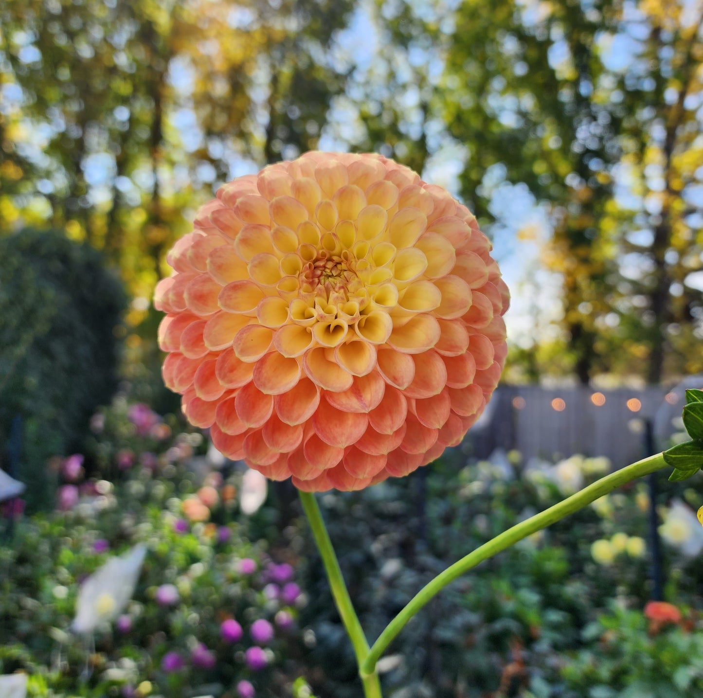 Dahlia Jowey Nicky