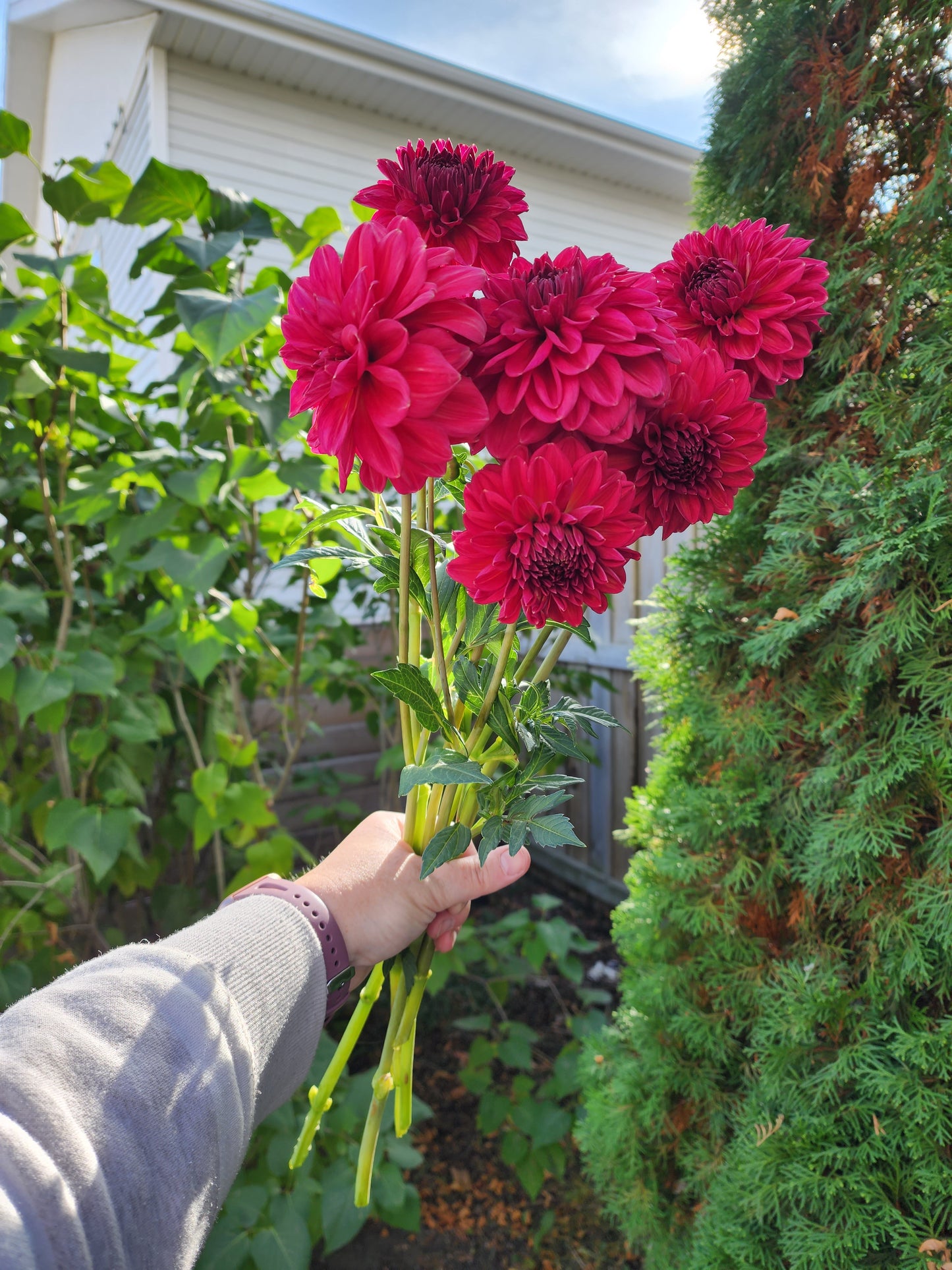 Dahlia Perch Hill