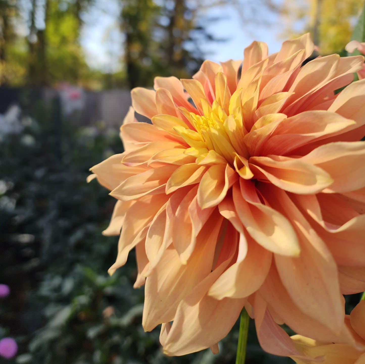 Dahlia Tyrell