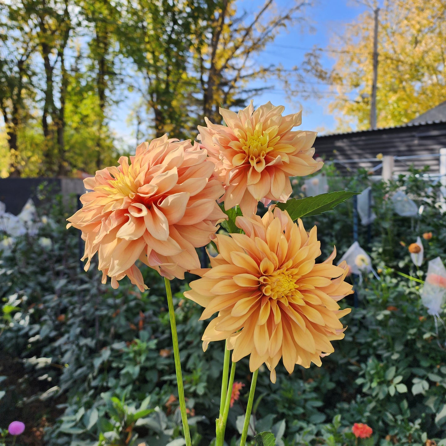 Dahlia Tyrell