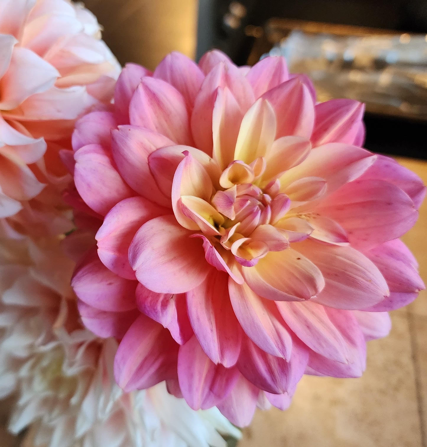 Dahlia Great Silence