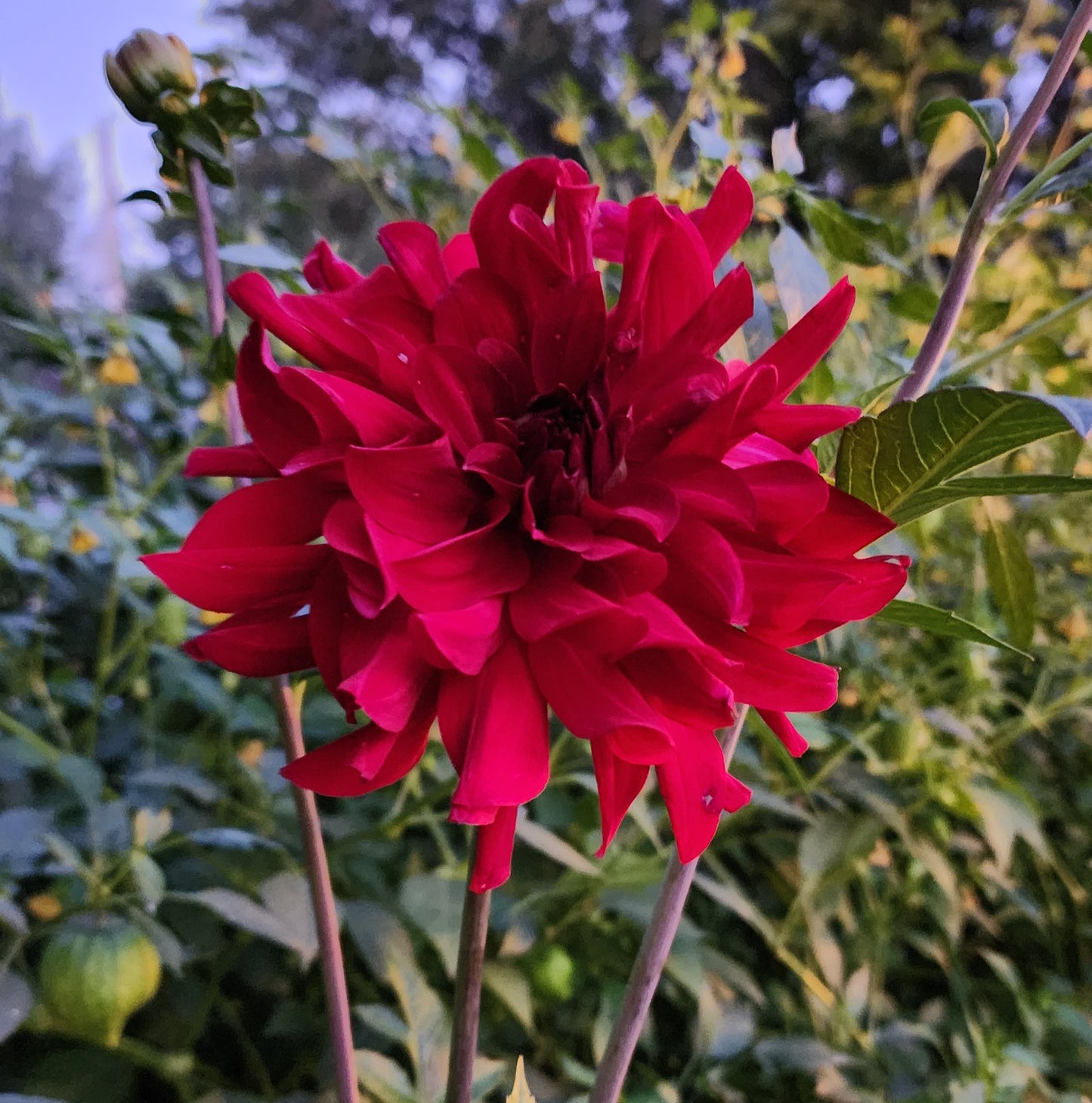 Dahlia Mingus Plum *clump