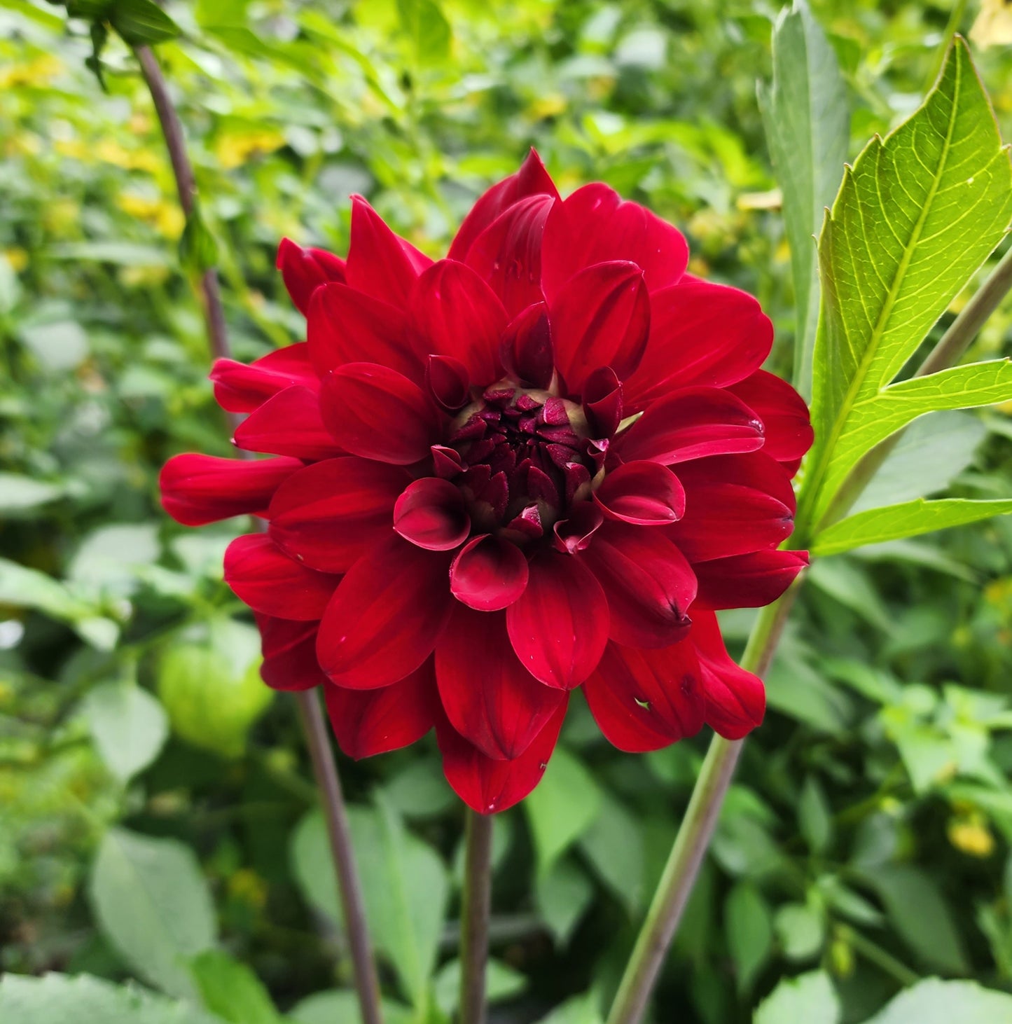 Dahlia Mingus Plum *clump