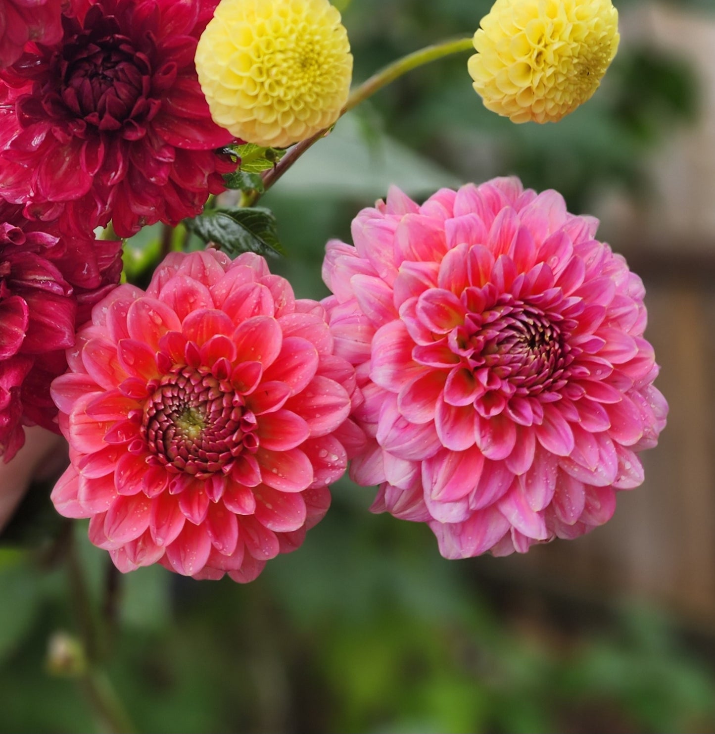 Dahlia Pink Runner