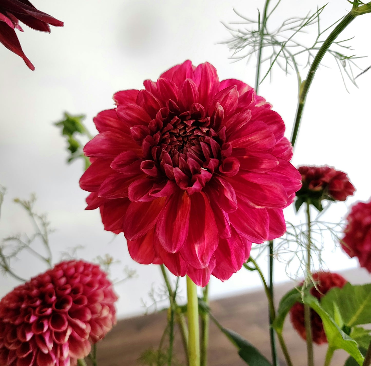Dahlia Perch Hill