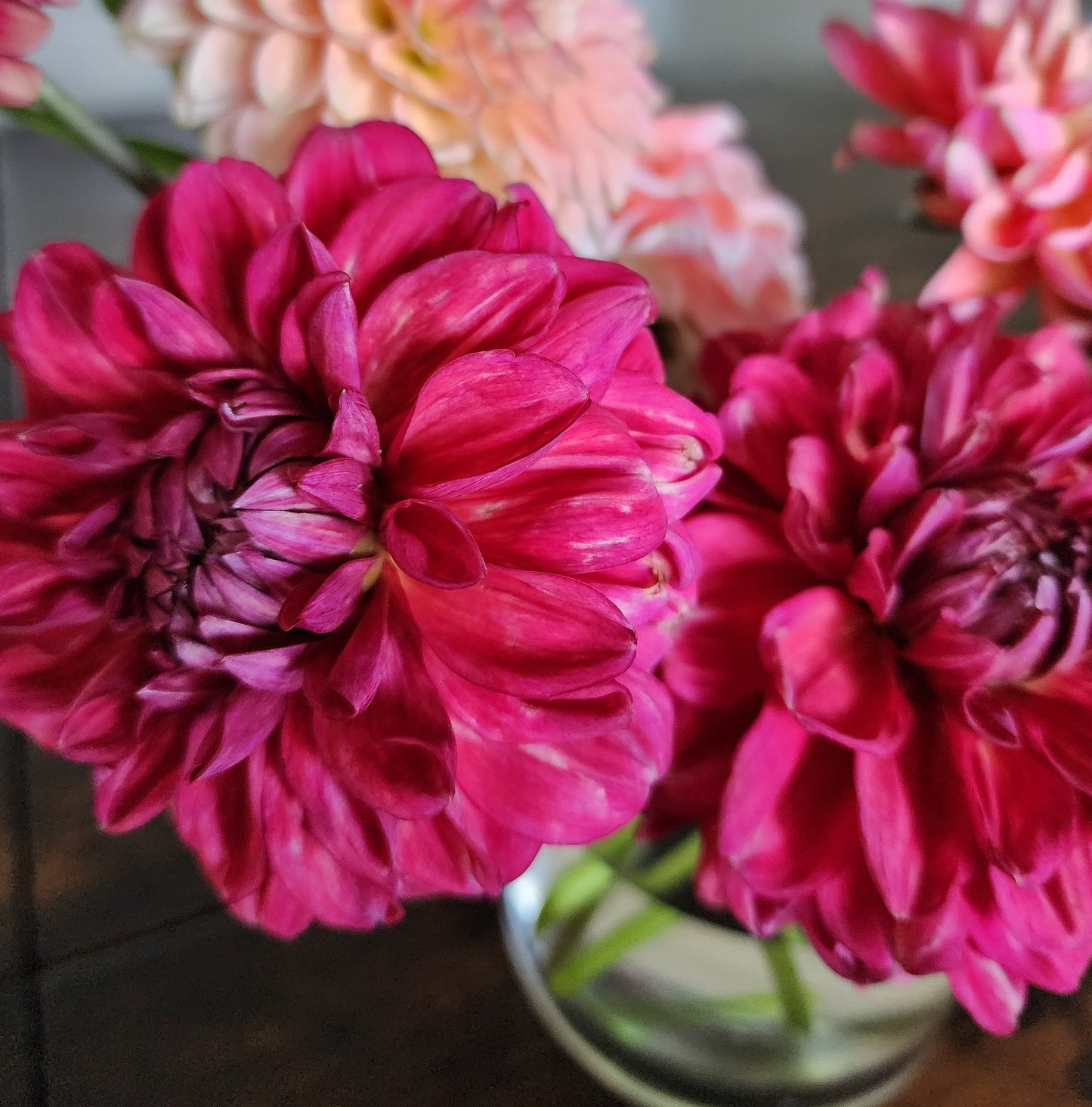 Dahlia Perch Hill