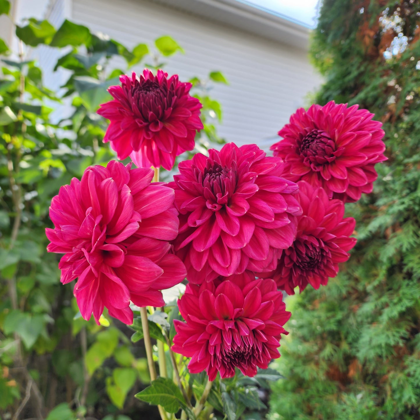 Dahlia Perch Hill