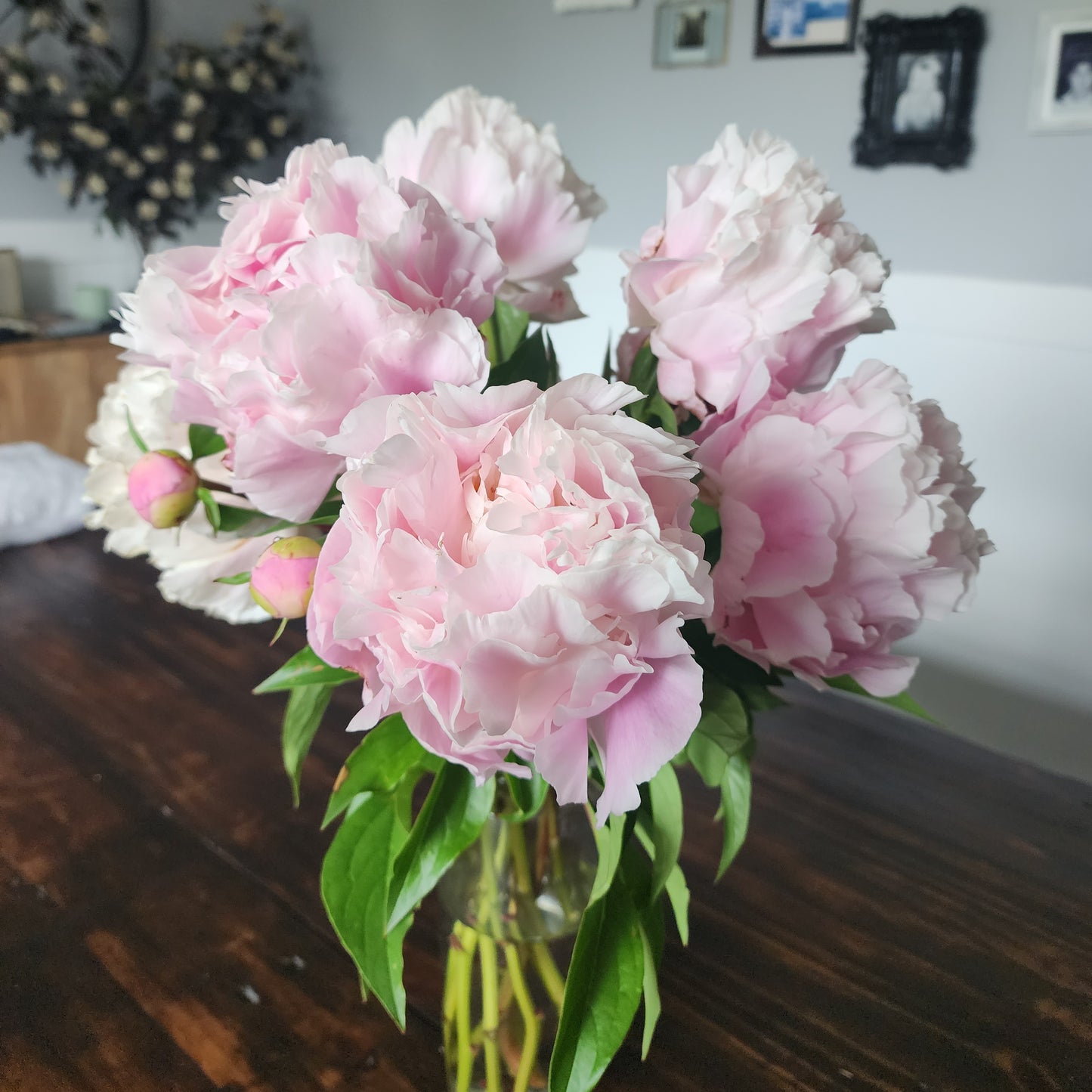 Herbaceous Bare Root Peony | Shirley Temple