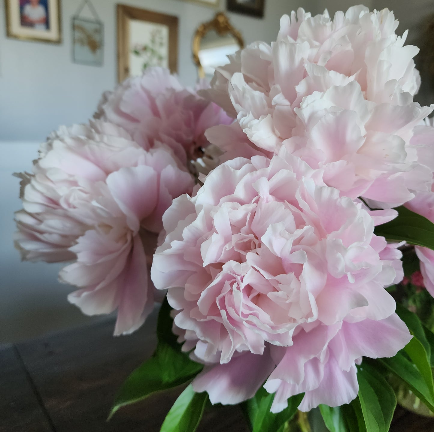 Herbaceous Bare Root Peony | Shirley Temple
