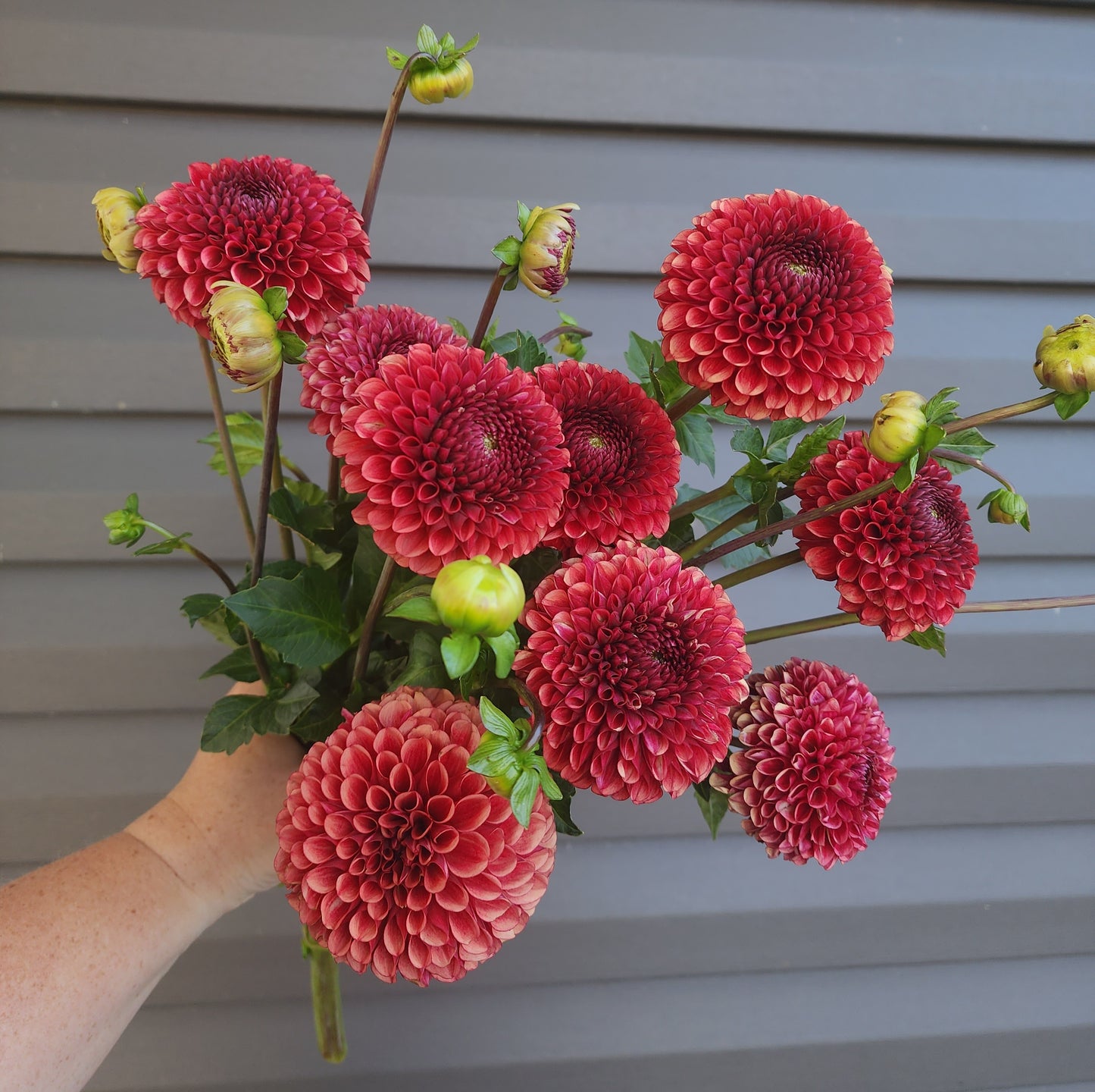 Dahlia Copper Boy *clump