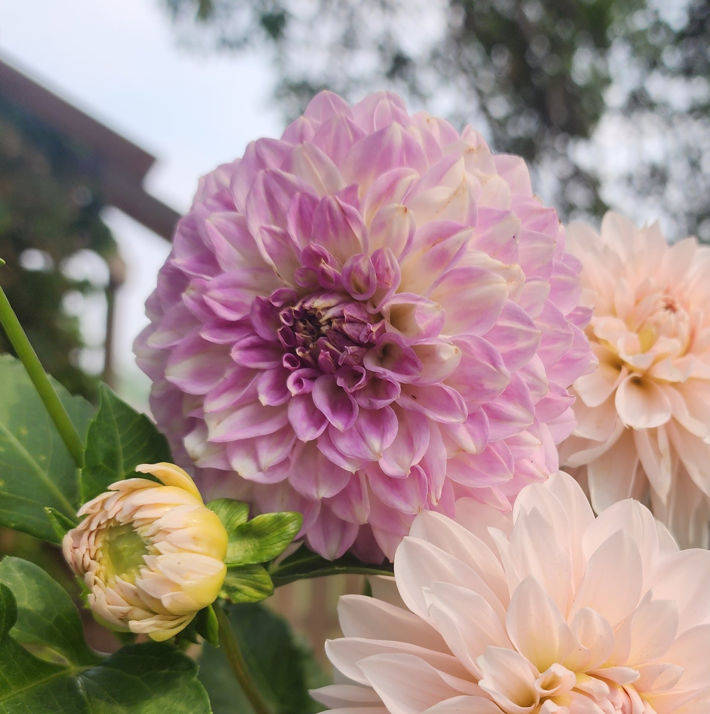 Dahlia Unknown Lavender