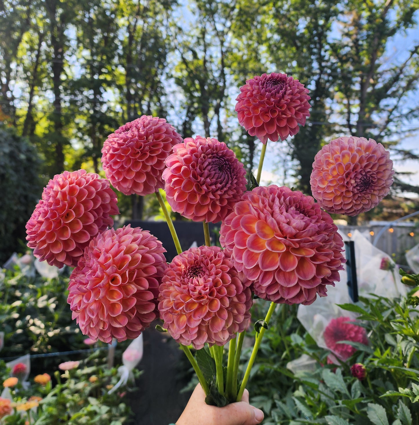 Dahlia Jowey Winnie