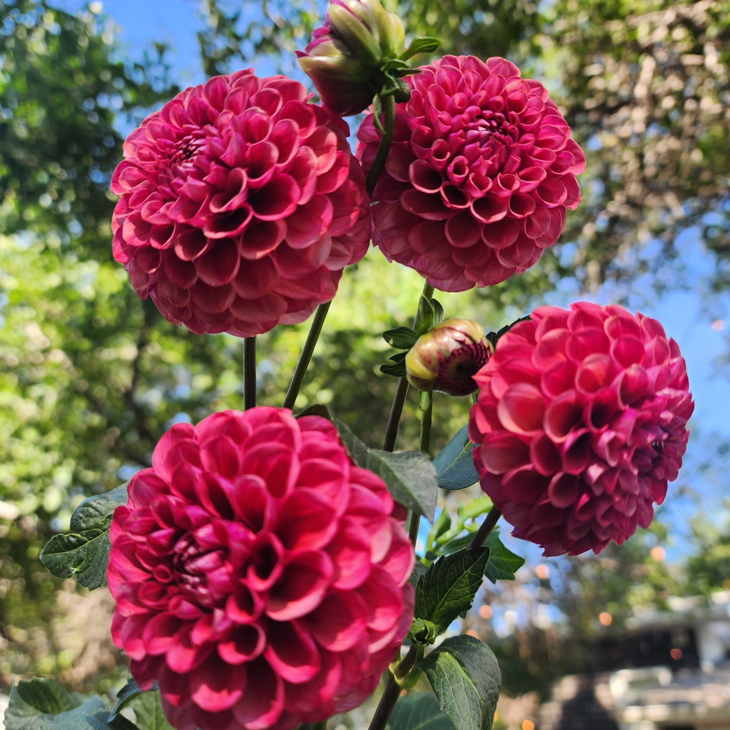 Dahlia Mission Gypsy