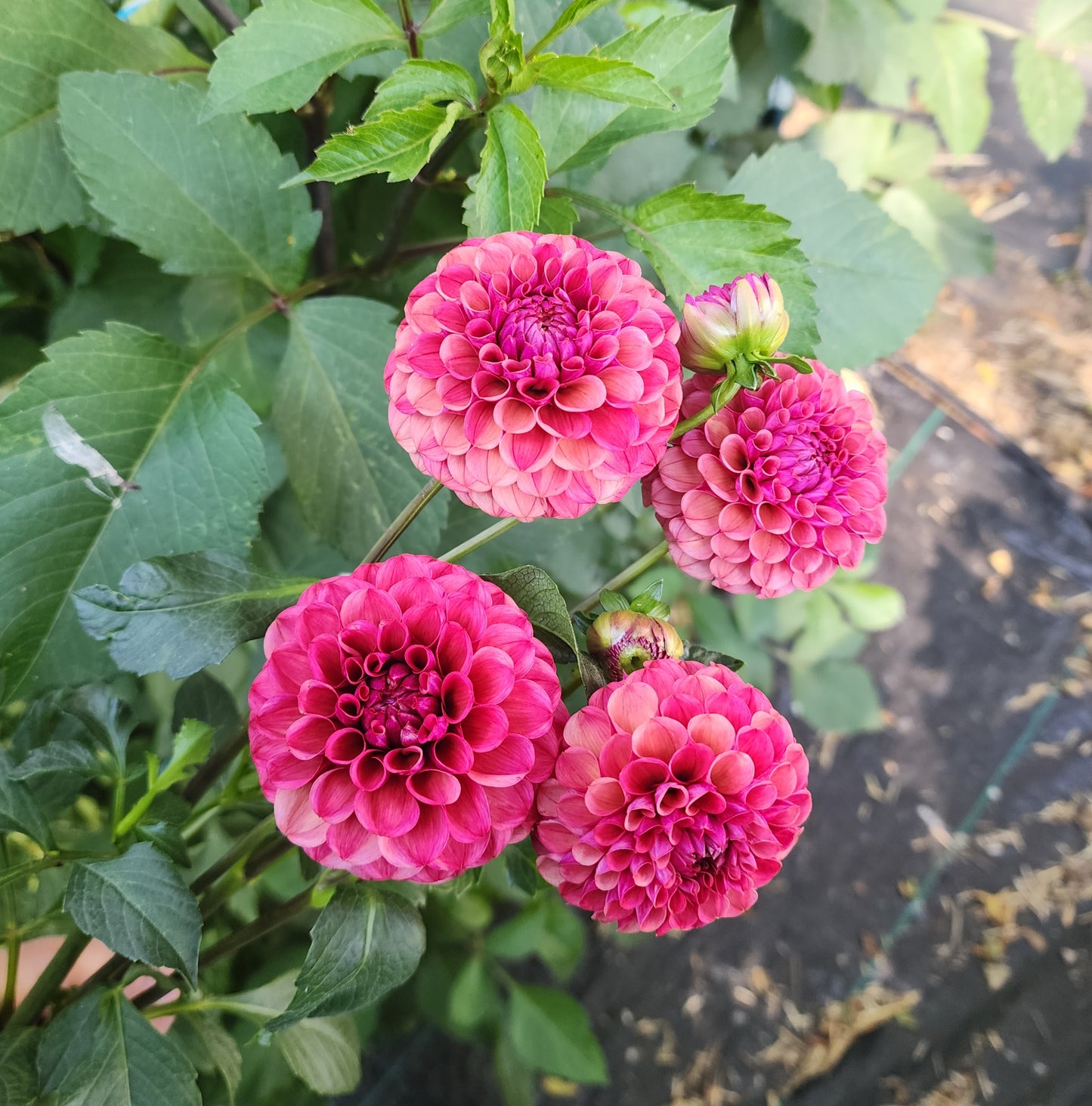 Dahlia Mission Gypsy