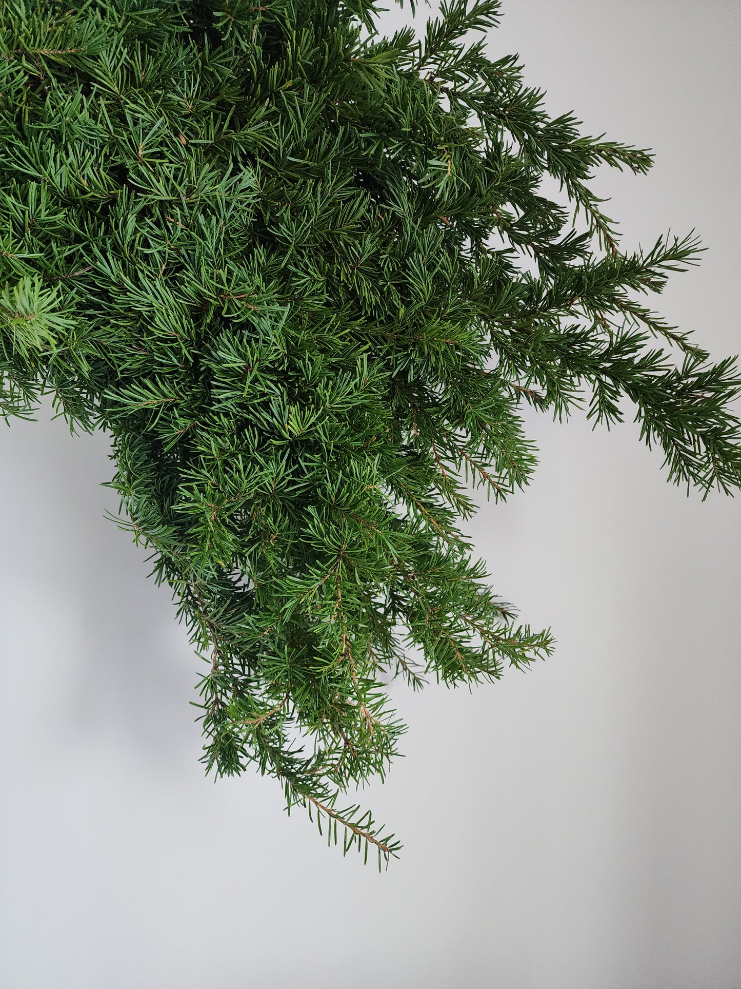 BC Winter Greens