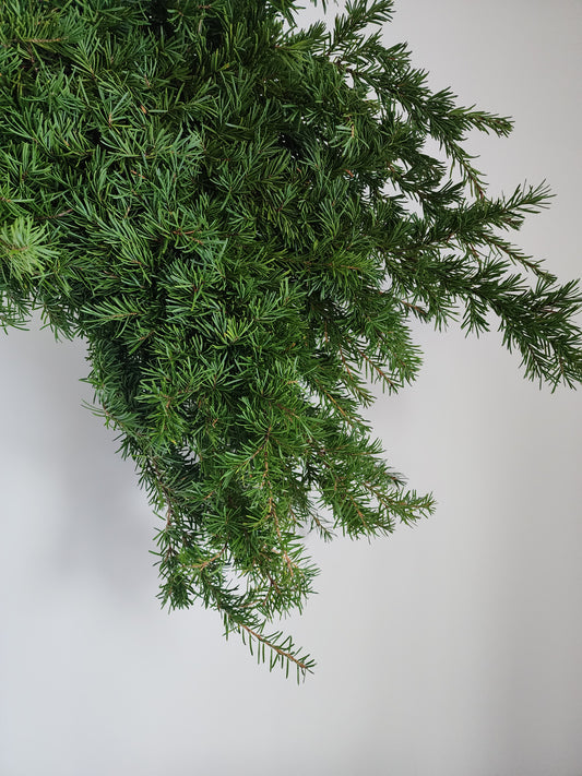 BC Winter Greens