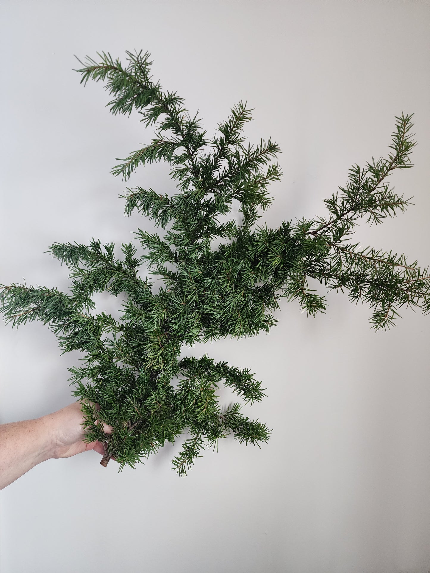 BC Winter Greens