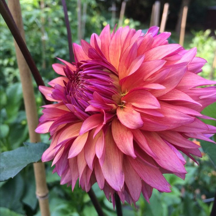 Dahlia Sonic Bloom *clump