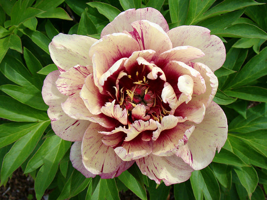 Itoh Bare Root Peony | All That Jazz