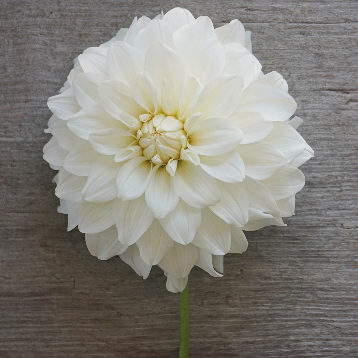 Dahlia Center Court