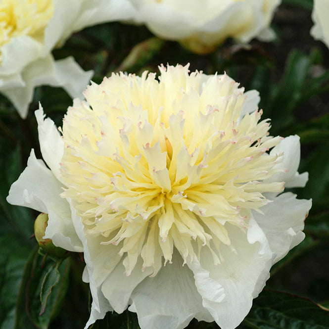 Herbaceous Bare Root Peony | Honey Gold