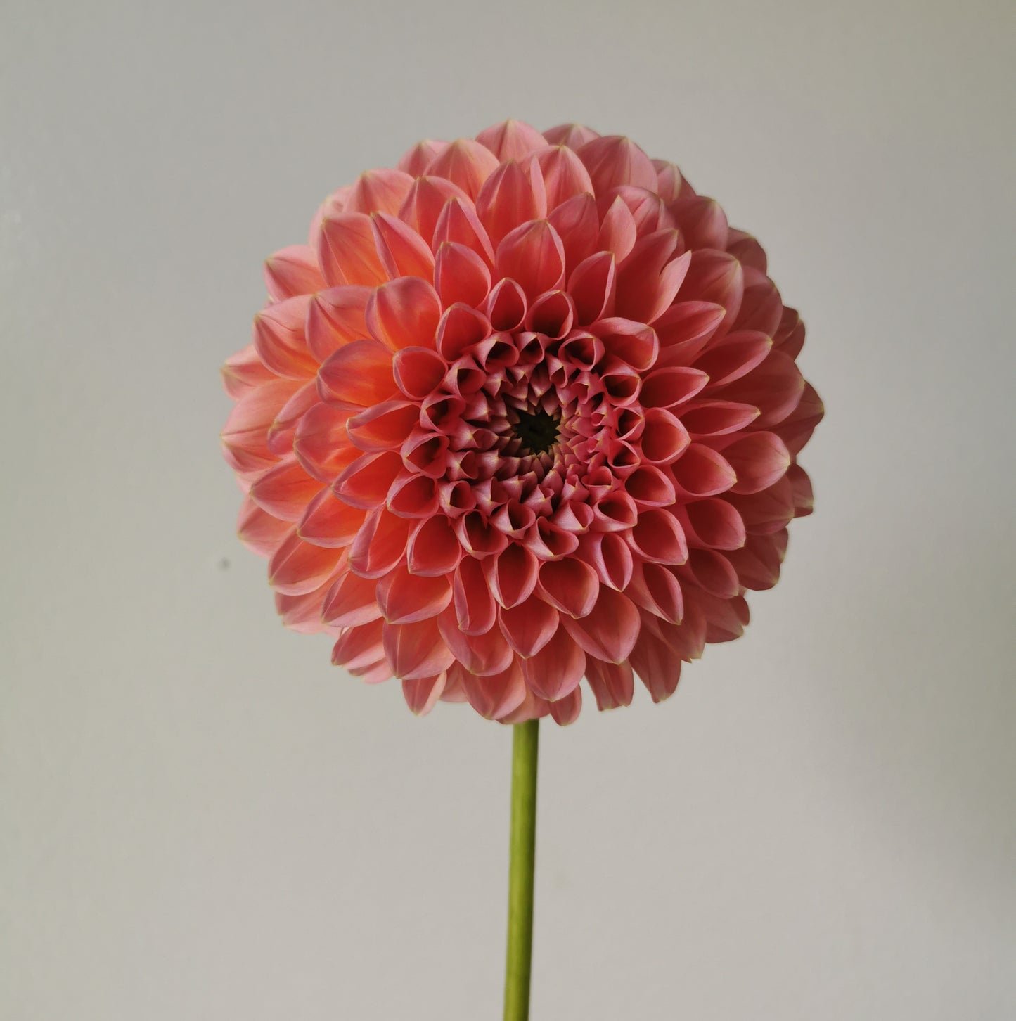 Dahlia Linda's Baby *clump