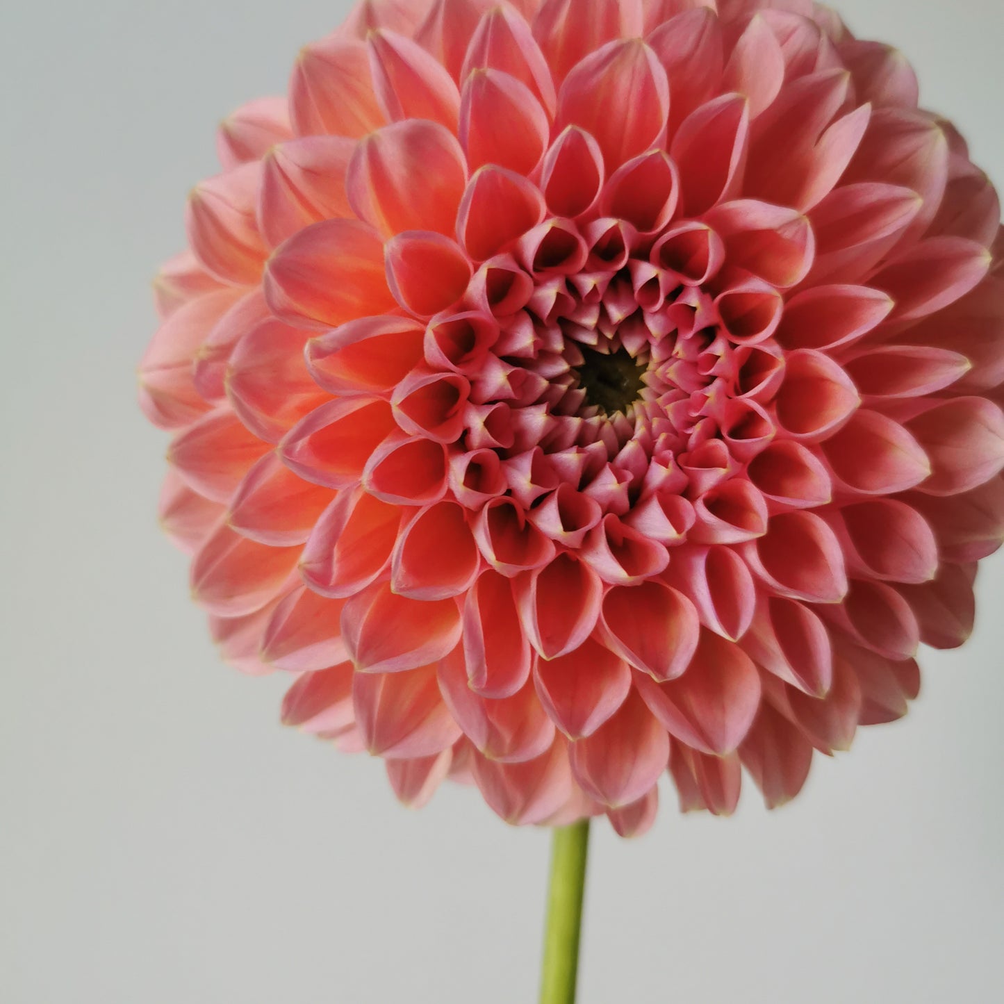 Dahlia Linda's Baby *clump