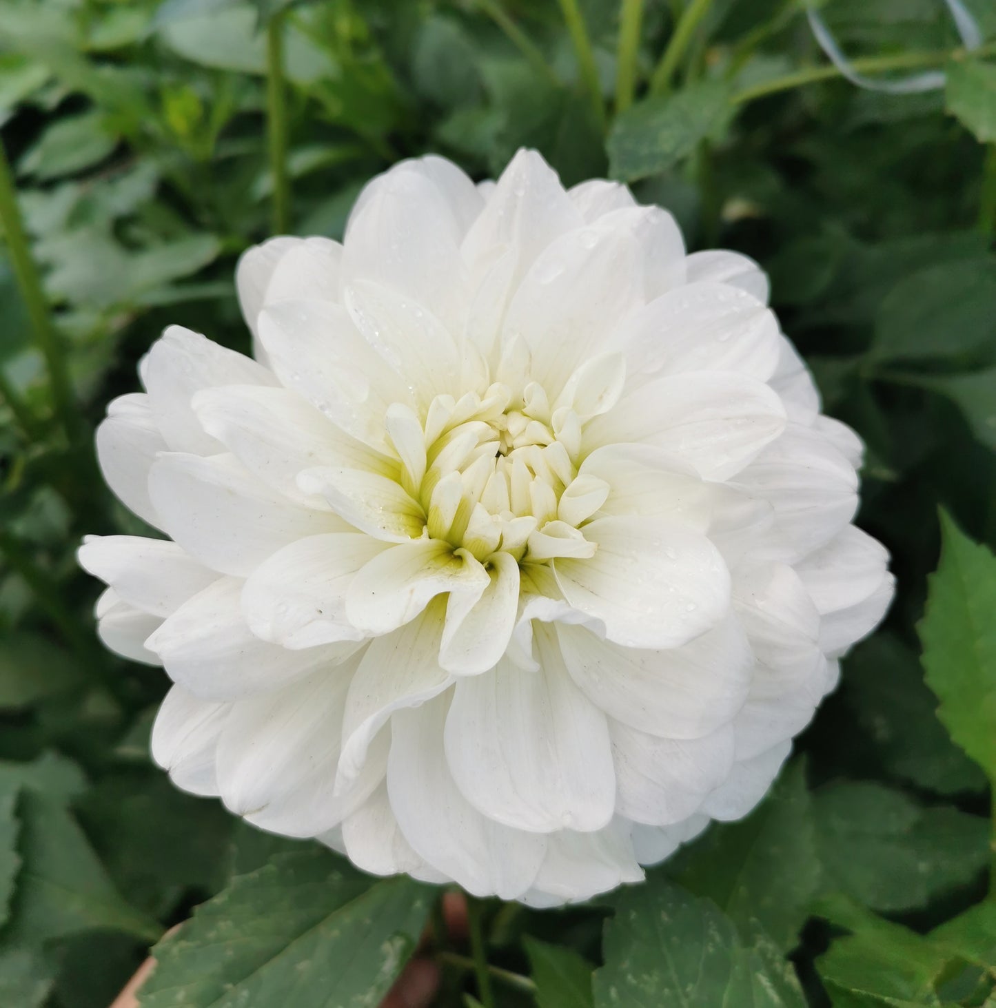 Dahlia Bride to Be *clump