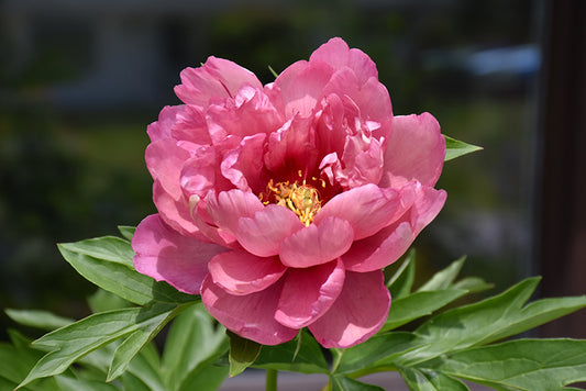 Itoh Bare Root Peony | Pink Double Dandy