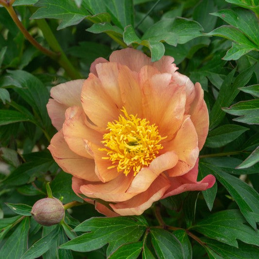 Itoh Bare Root Peony | Singing In The Rain