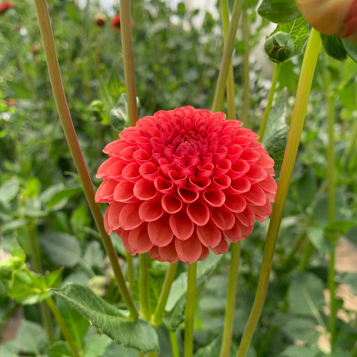 Dahlia Valley Rust Bucket