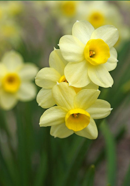 Daffodil | Minnow