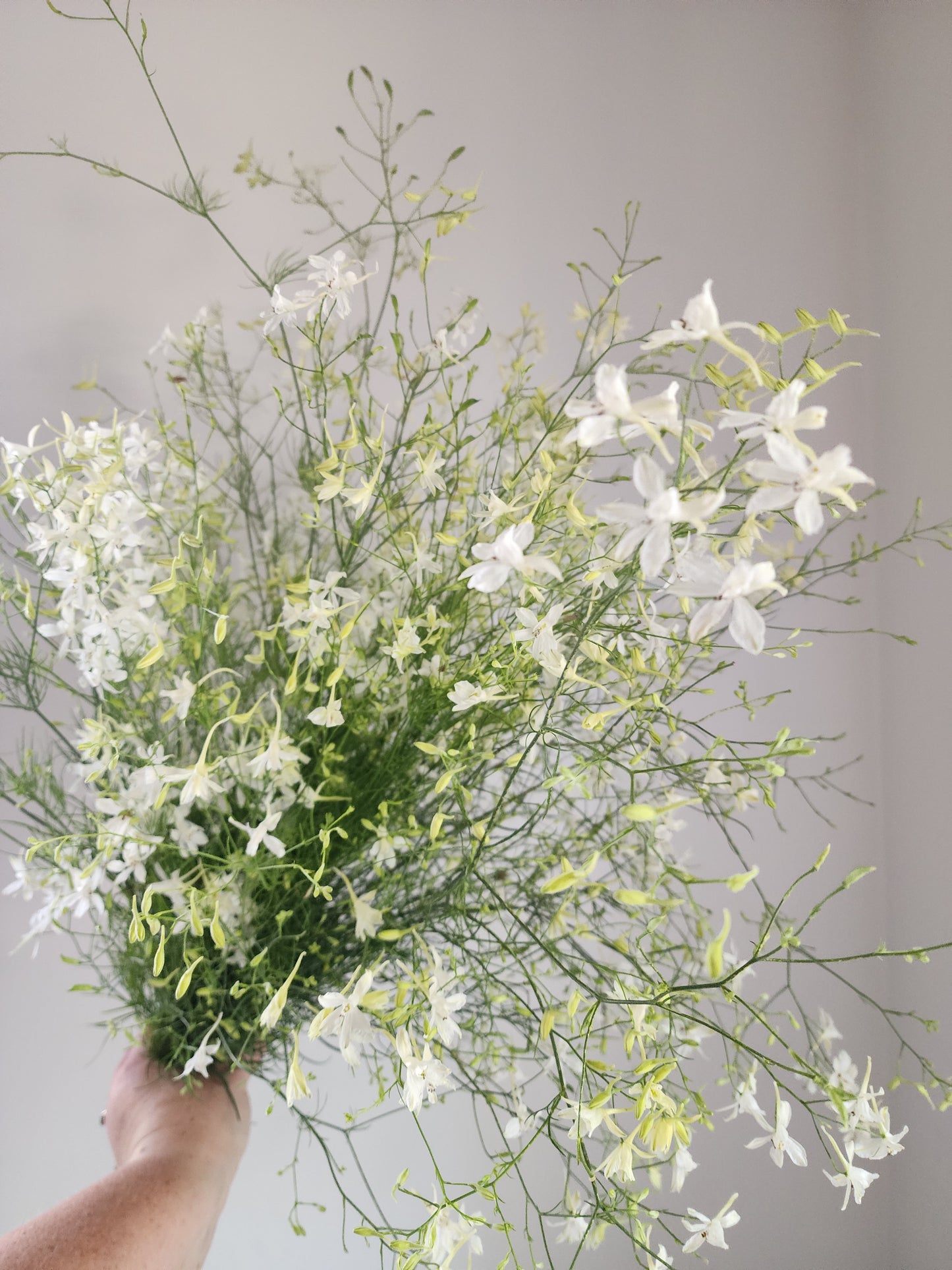 Grower's Bunch - Cloud Larkspur