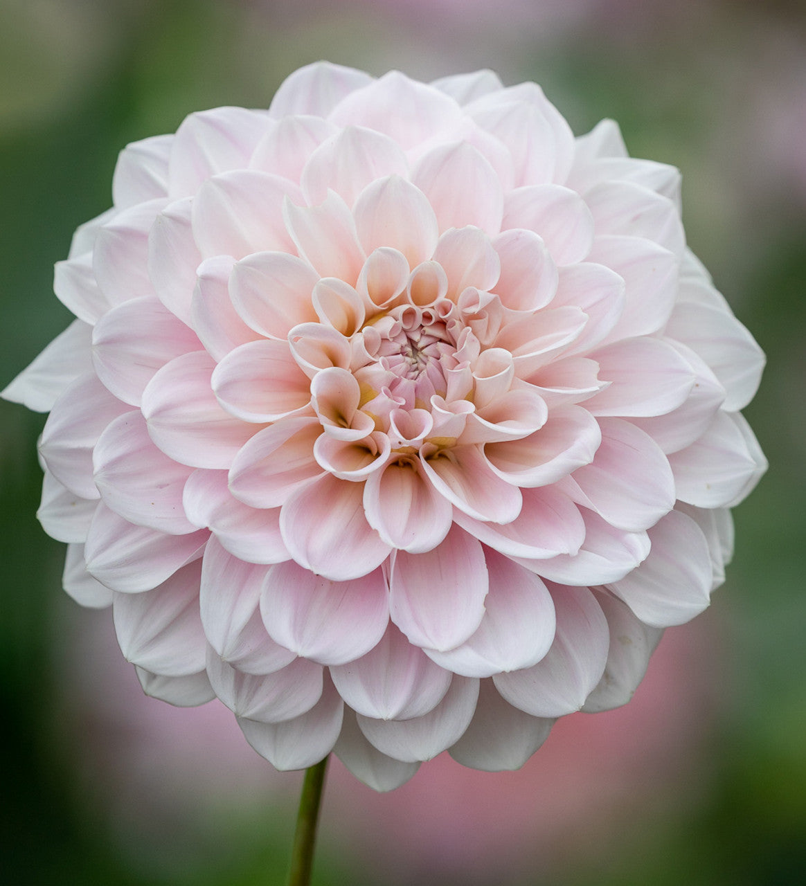 Dahlia Sweet Nathalie