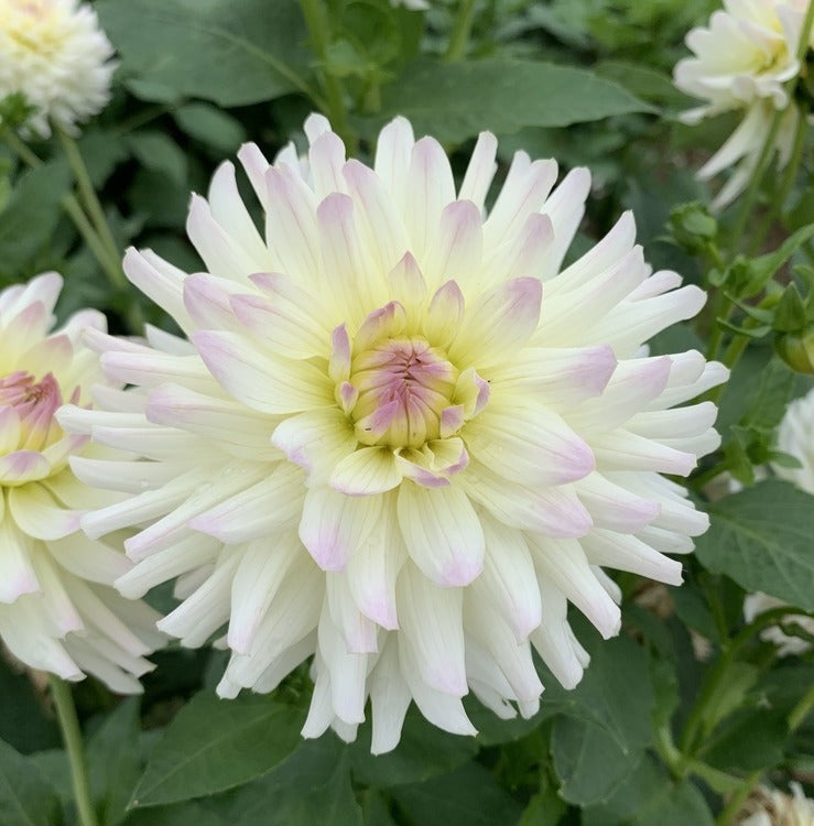 Dahlia Clearview Sarah