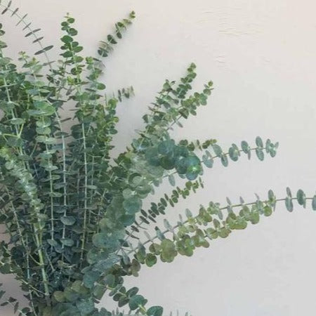 Eucalyptus