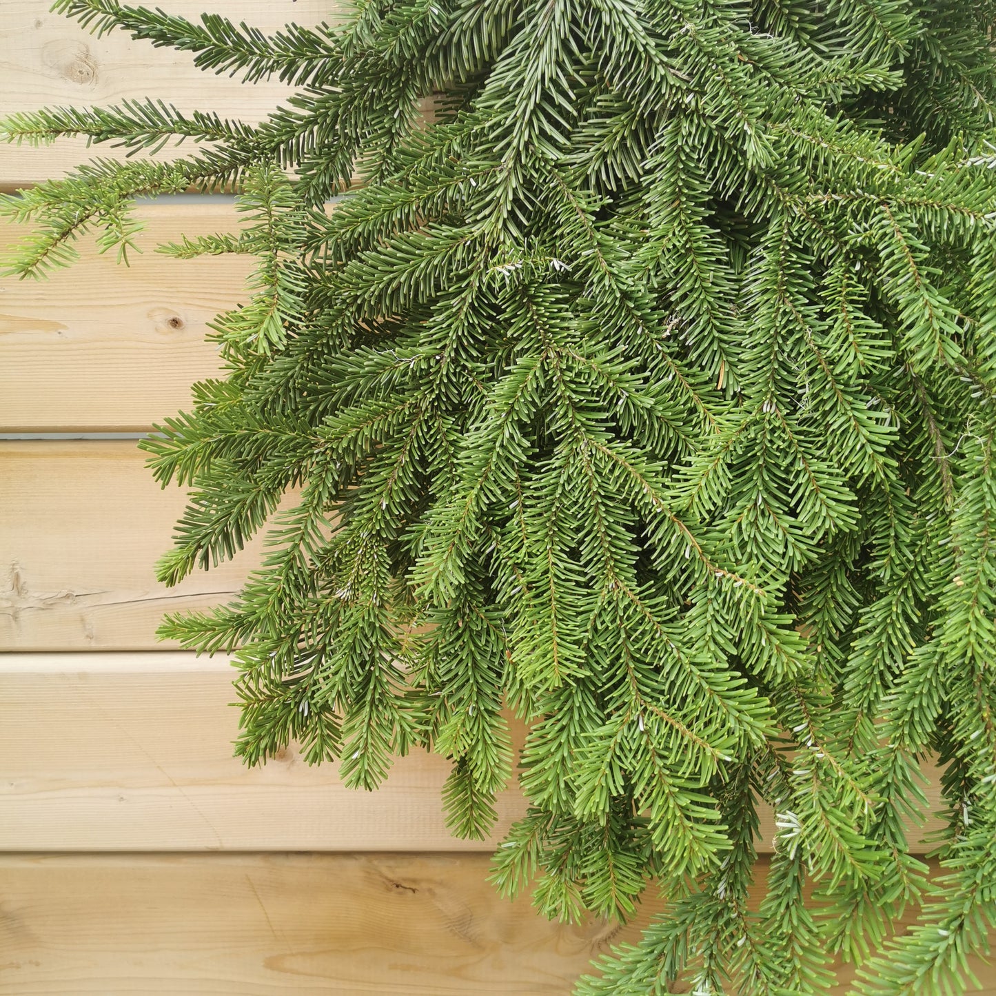 BC Winter Greens