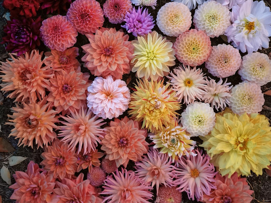 An Introduction to Dahlia Tubers