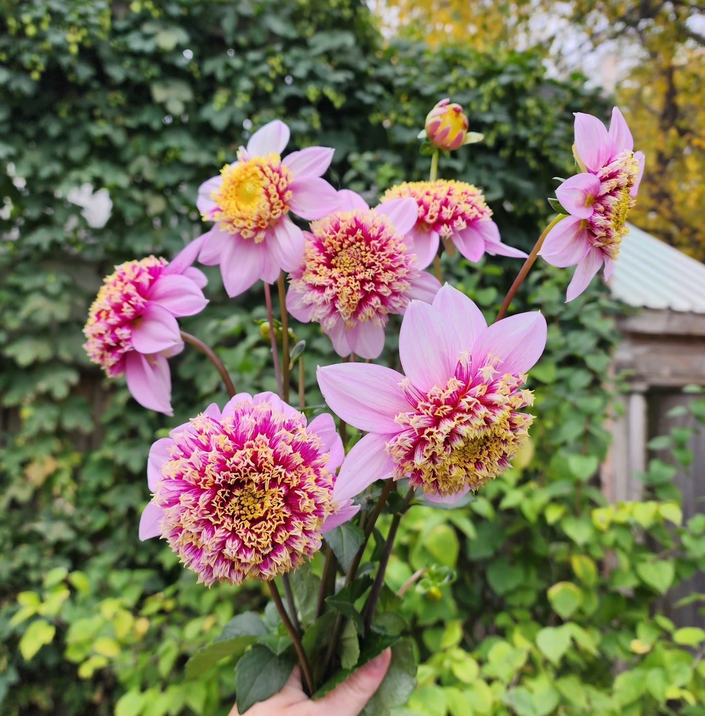 Dahlia Fenna Baaij *clump