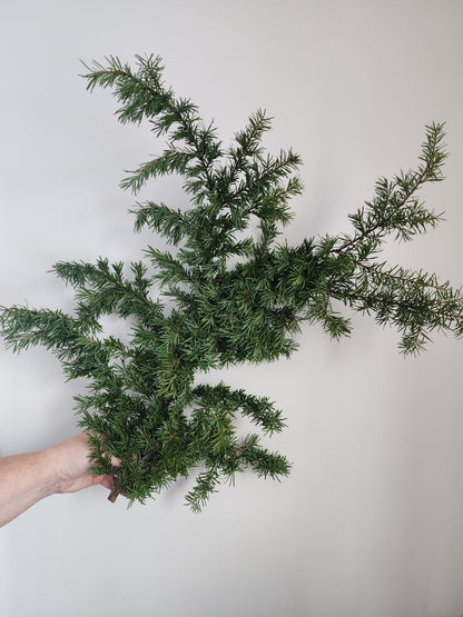 BC Winter Greens