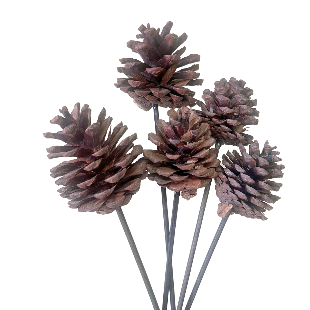 Pine Cones