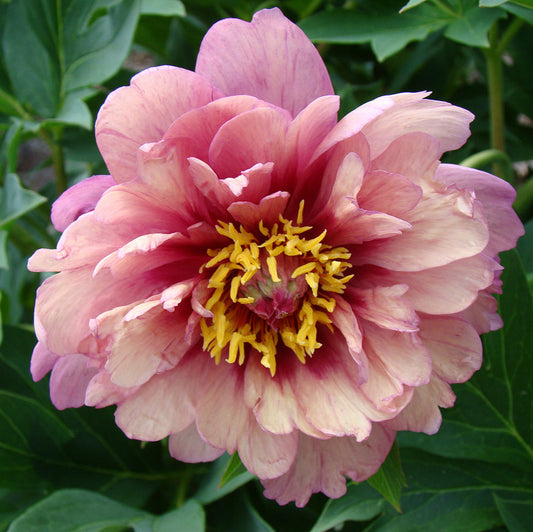 Itoh Bare Root Peony | Berry Berry Fine