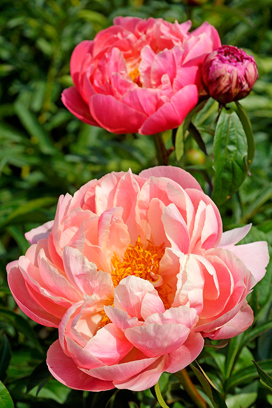 Herbaceous Bare Root Peony | Coral Charm