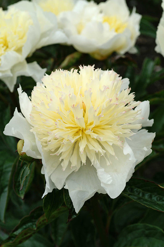 Herbaceous Bare Root Peony | Honey Gold