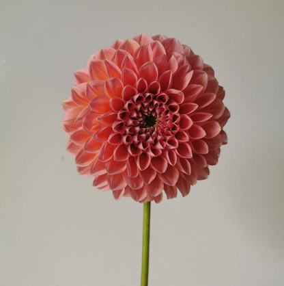 Dahlia Linda's Baby *clump