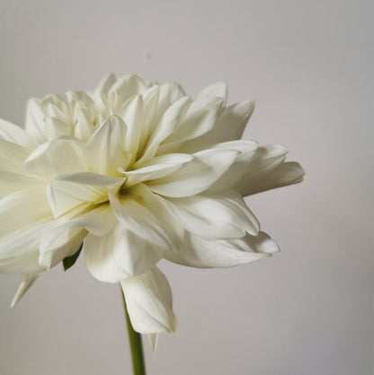 Dahlia Bride to Be *clump